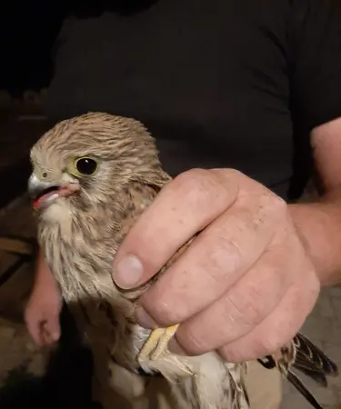 Der Falke erholt sich und kann aller Voraussicht nach später auch wieder ausgewildert werden