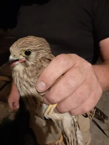 Der Falke erholt sich und kann aller Voraussicht nach später auch wieder ausgewildert werden