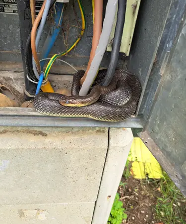 Eine Schlange verirrte sich in einen Kabelverteilerschrank