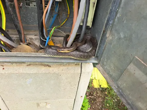 Eine Schlange verirrte sich in einen Kabelverteilerschrank