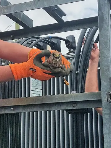  „Wir wollten den Kleinen möglichst wenig stressen und vor allem nicht verletzen“, erzählt Netz NÖ-Techniker Leopold Jamöck