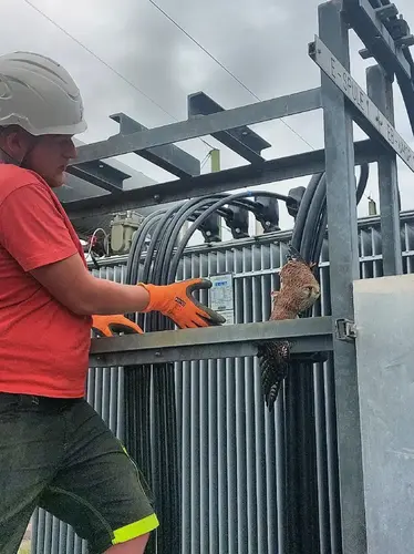 Ein junger Falke verfing sich mit einem Flügel im Umspannwerk Wilhelmsburg und konnte nicht mehr wegfliegen