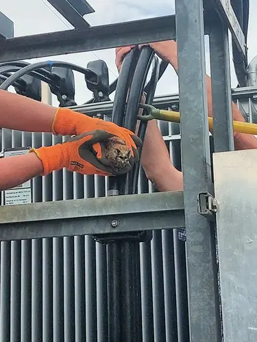 Die Techniker der Netz NÖ leiteten die elektrischen Sicherheitsmaßnahmen ein und befreiten das Tier.