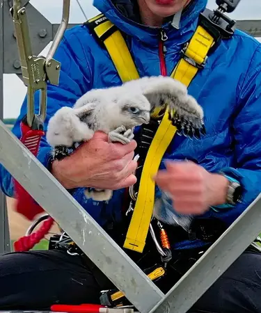 Wildtierökologe Richard Zink mit einem der Sakerfalken-Jungtier im Arm.