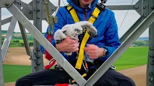 Wildtierökologe Richard Zink mit einem der Sakerfalken-Jungtier im Arm.