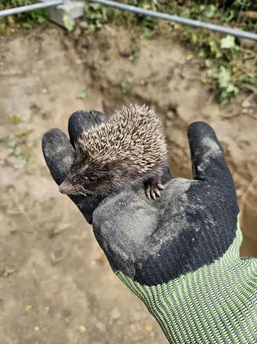 Ein Igel konnte dank schneller Reaktion gerettet werden