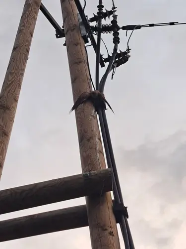 Ein Turmfalke war in einem Strommasten eingeklemmt.