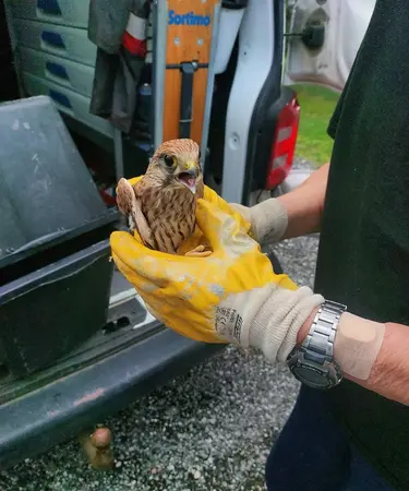 Nach der erfolgreichen Rettung  wurde der Vogel in die Greifvogel-Auffangstation in St. Georgen zur Kontrolle übergeben.