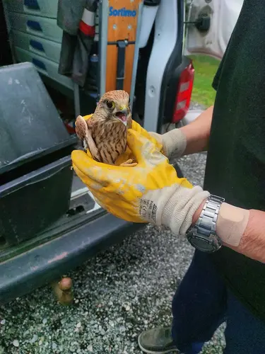 Nach der erfolgreichen Rettung  wurde der Vogel in die Greifvogel-Auffangstation in St. Georgen zur Kontrolle übergeben.