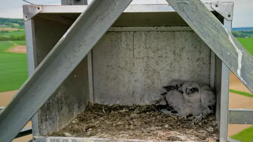 Die Sakerfalken-Jungtiere im Brutkasten
