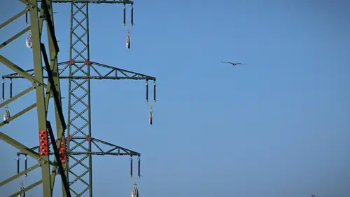 Vogel fliegt an Strommast vorbei.