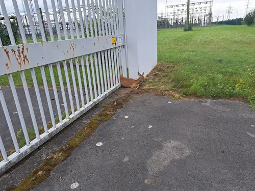 Ein Reh blieb im Tor des Umspannwerkes Dürnrohr stecken