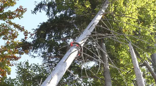 Speziell das gefahrlose Sprengen von Baumstämmen wurde perfektioniert