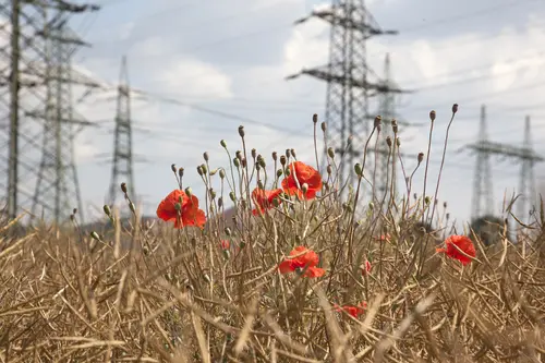 Im Hintergrund eine Hochspannungsleitung in einem reifen Getreidefeld mit Mohnblumen.