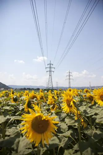 Eine Hochspannungsleitung in einem blühenden Sonnenblumenfeld vor blauem Himmel.