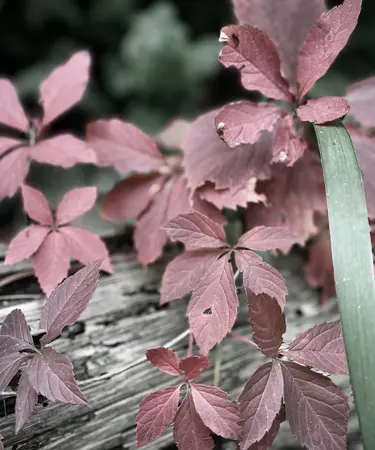 Rotes Laub mit grünem Blatt über morschen Stamm