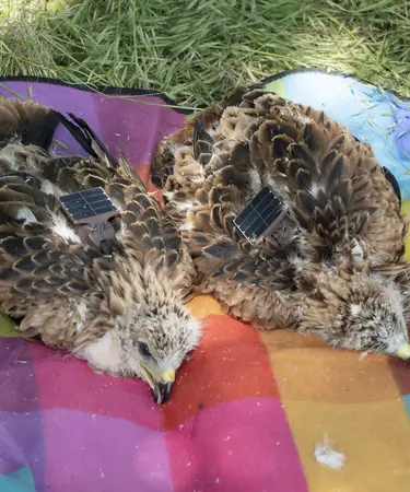 Die jungen Rotmilane werden mit solarbetriebenen GPS-Sendern ausgestattet, um die Flugrouten und Aufenthaltsorte nachvollziehen zu können.