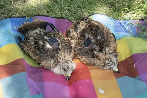 Die jungen Rotmilane werden mit solarbetriebenen GPS-Sendern ausgestattet, um die Flugrouten und Aufenthaltsorte nachvollziehen zu können.