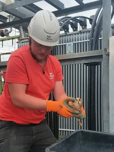 Um den Falken möglichst sicher und stressbefreit zu retten holten sich die Netz NÖ Techniker Tipps von der Greifvogelstation Haringsee