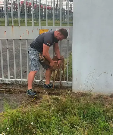  Netz NÖ Techniker Rene Haydu befreit das Reh aus seiner misslichen Lage