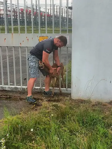 Netz NÖ Techniker Rene Haydu befreit das Reh aus seiner misslichen Lage